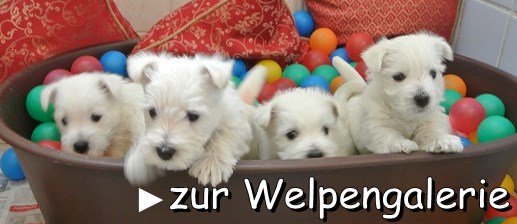 hier klicken zur Weplengalerie